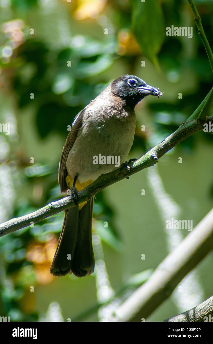 Yellow-vented Bulbul (Pycnonotus xanthopygos) parent carries food in its mouth to bring back to the nest Photographed in Israel in June Stock Photo