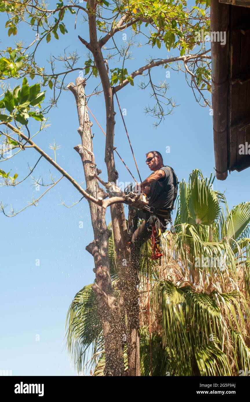 arboriculturist is cutting a large Avocado tree in an urban setting that requires cutting down small sections at a time while climbing to the top of t Stock Photo