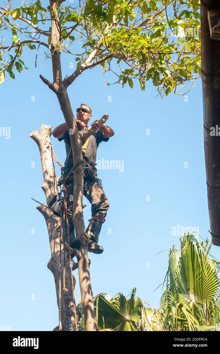 arboriculturist is cutting a large Avocado tree in an urban setting that requires cutting down small sections at a time while climbing to the top of t Stock Photo
