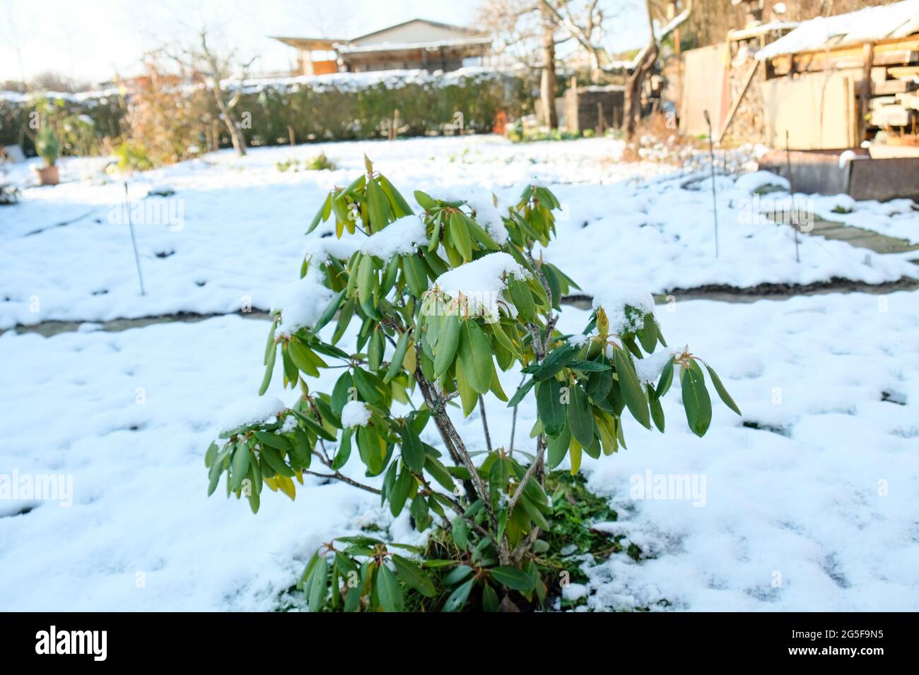 Rhododendron covered with snow in winter daytime Stock Photo