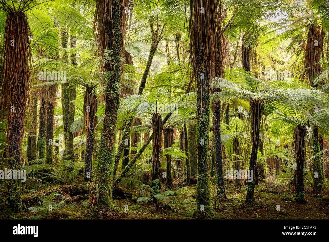 A forest of giant Katote ferns near Haast in the South Island of New Zealand Stock Photo