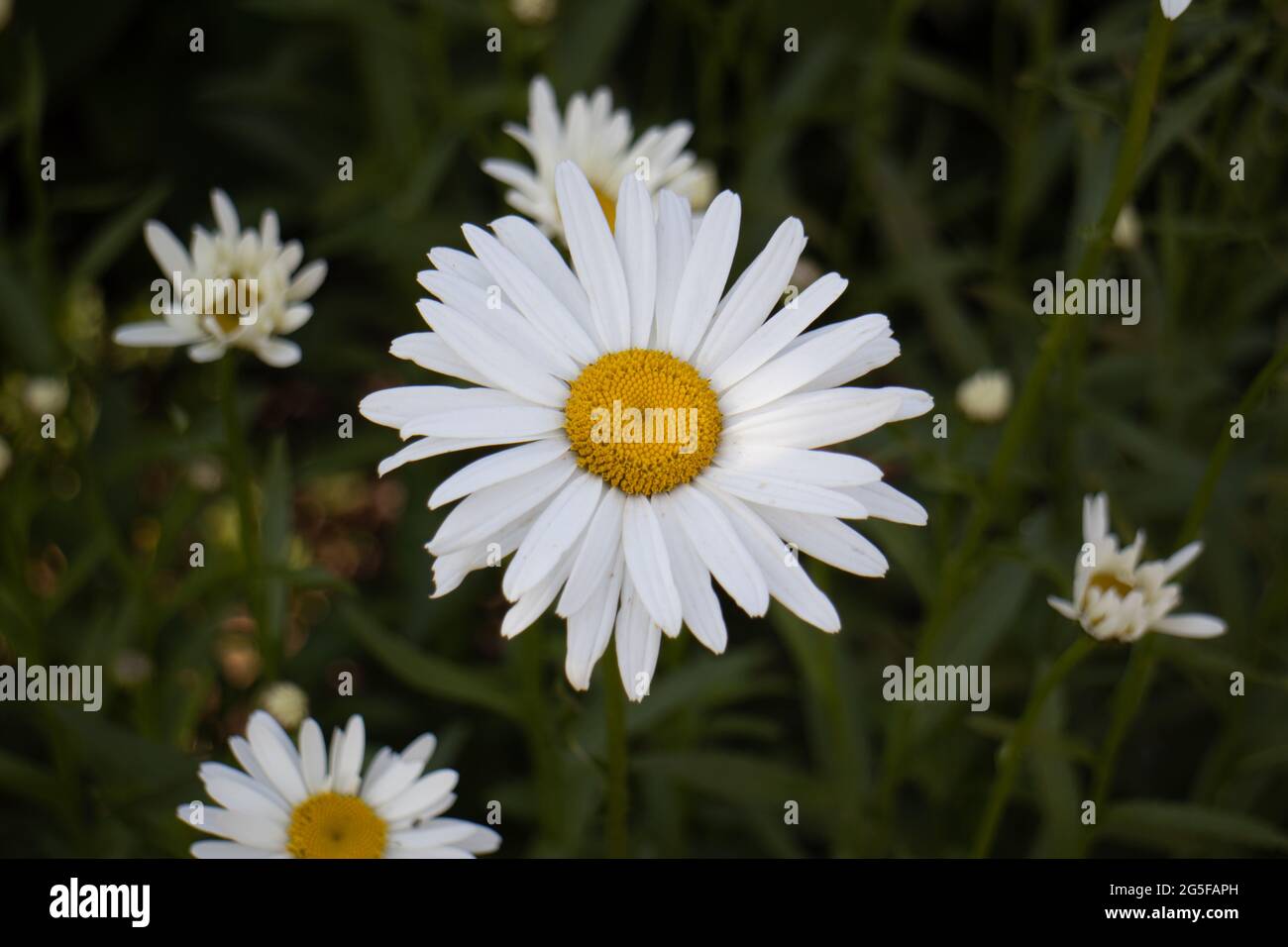 Chamomile in the field hi-res stock photography and images - Alamy