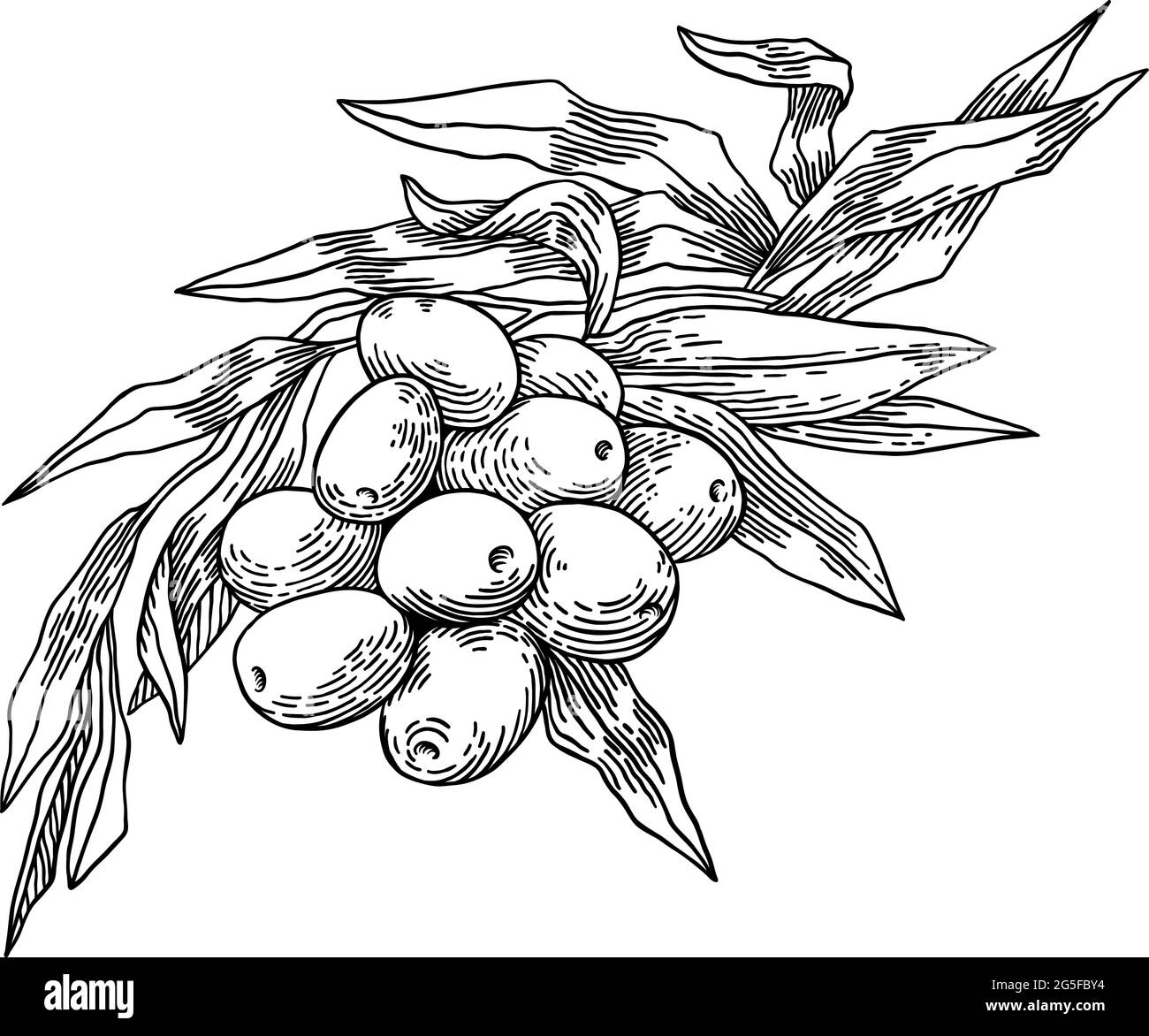 Olive branches isolated, leaves, olives, vector hand drawn illustration ...