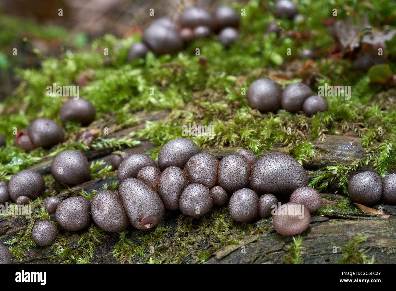 Inedible mushroom Lycogala epidendrum in spruce forest. Known as wolf's milk or groening's slime. Group of wild mushroom growing on wood. Stock Photo