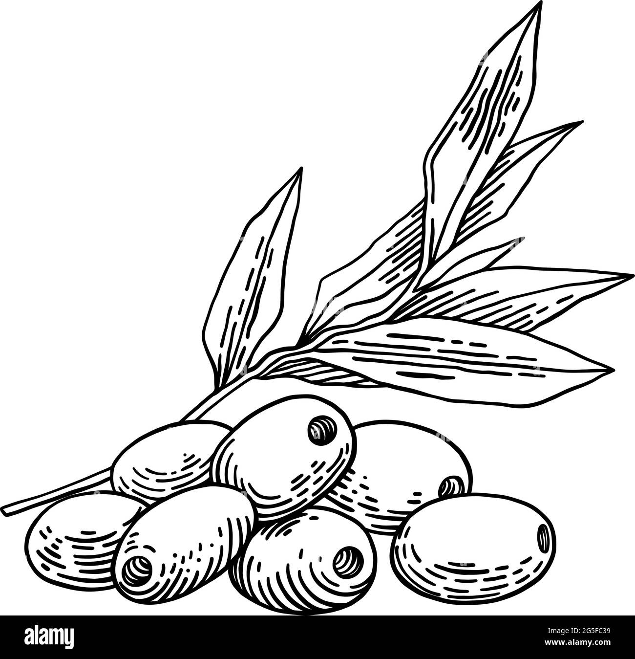 Olive branches isolated, leaves, olives, vector hand drawn illustration