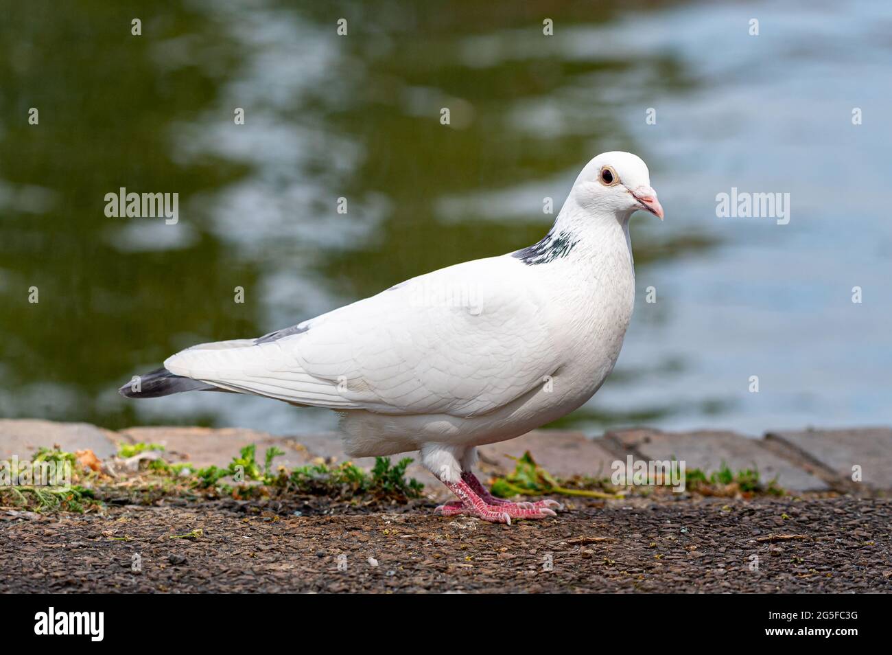 Albino white pigeon Stock Photo Alamy