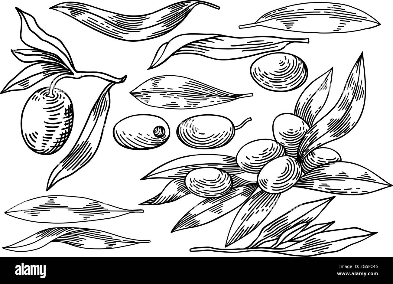Olive branches isolated, leaves, olives, vector hand drawn illustration ...