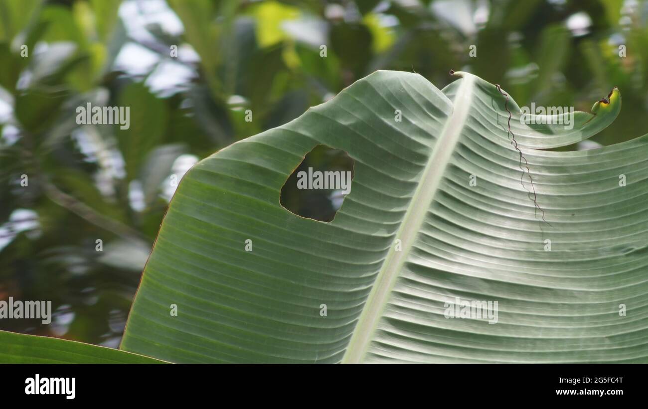 Caterpillar damage leaf of banana plant. Caterpillars inflict damage by eating the foliage. Stock Photo