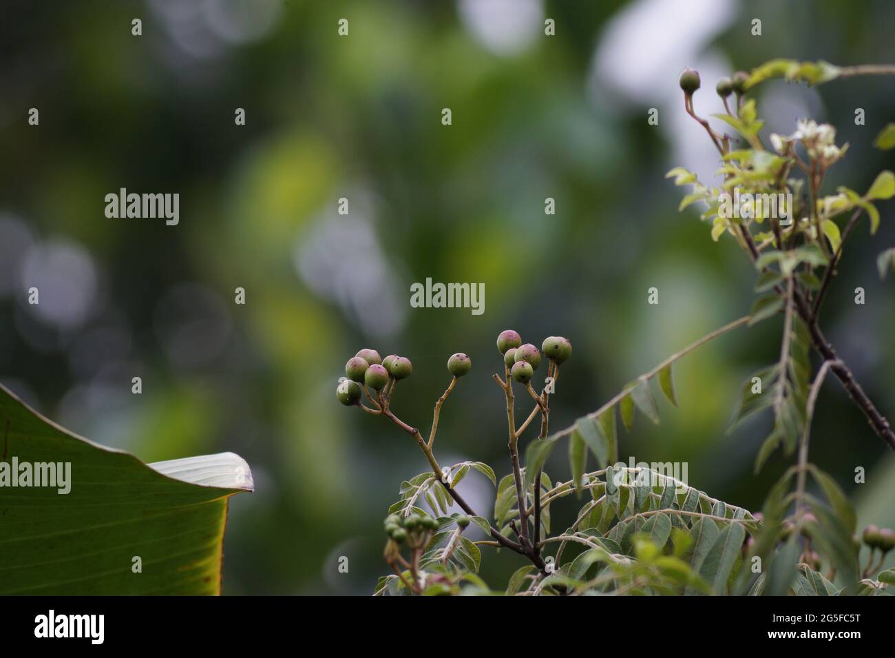 Neem Tree Seeds (Azadirachta Indica) 10 Seeds | Sencirareseedsarea