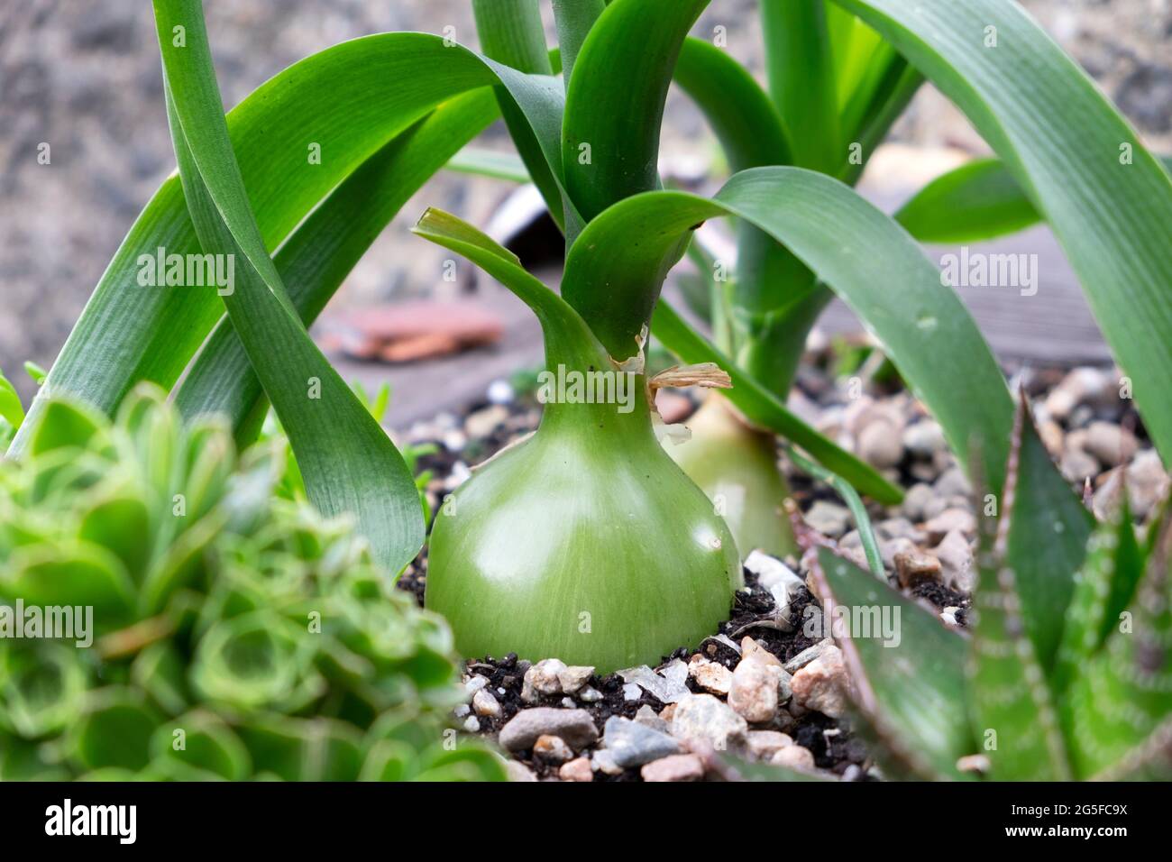 Pregnant onion bulb Ornithogalum Caudatum with succulent roots growing in container of succulents in a Barbican garden City of London UK  KATHY DEWITT Stock Photo