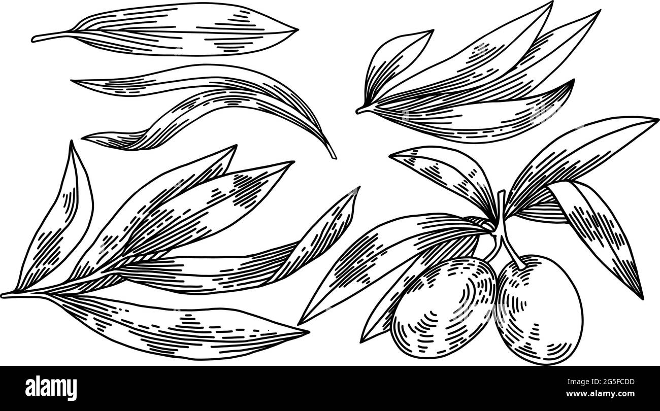 Olive branches isolated, leaves, olives, vector hand drawn illustration ...