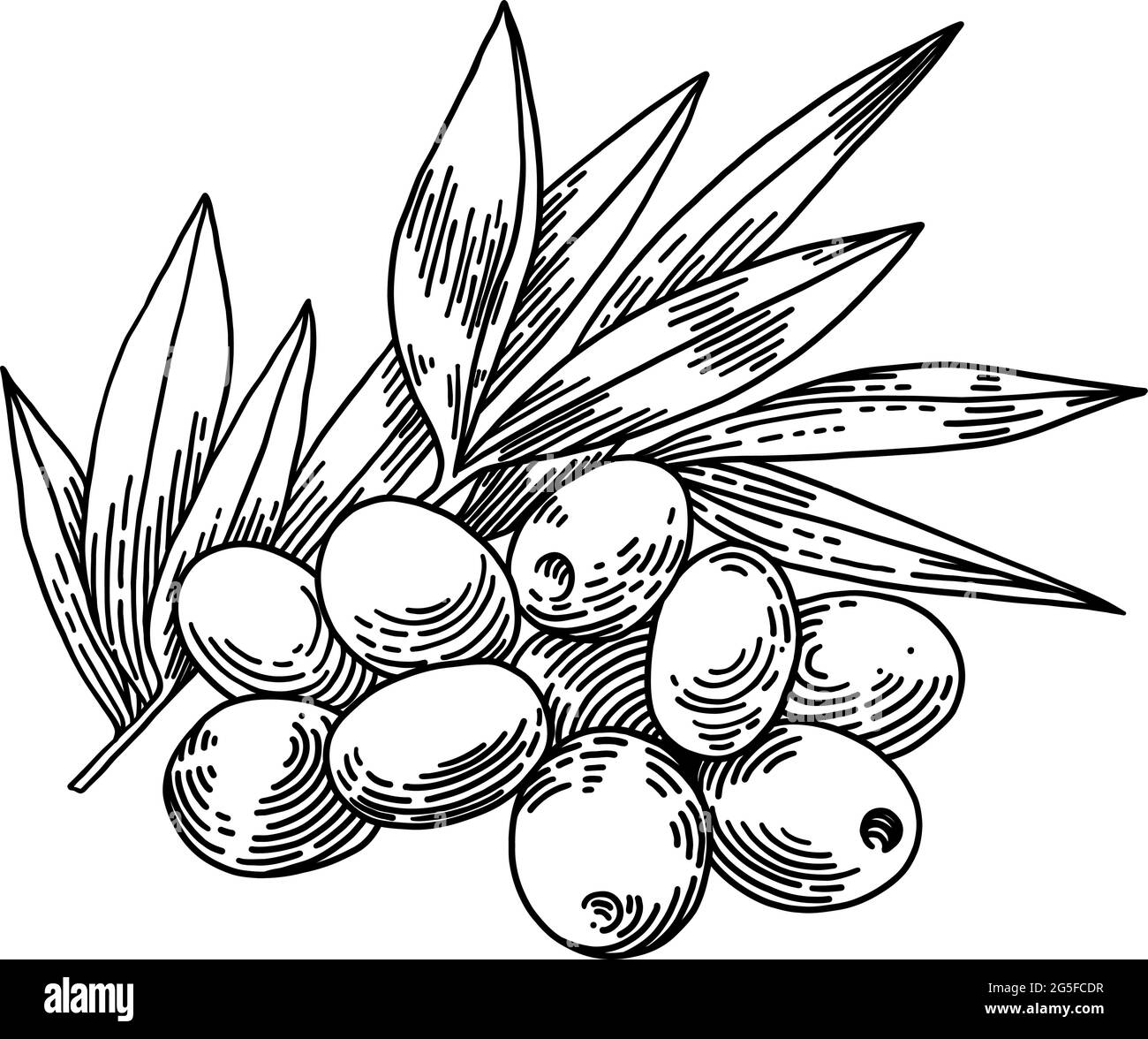 Olive branches isolated, leaves, olives, vector hand drawn illustration ...