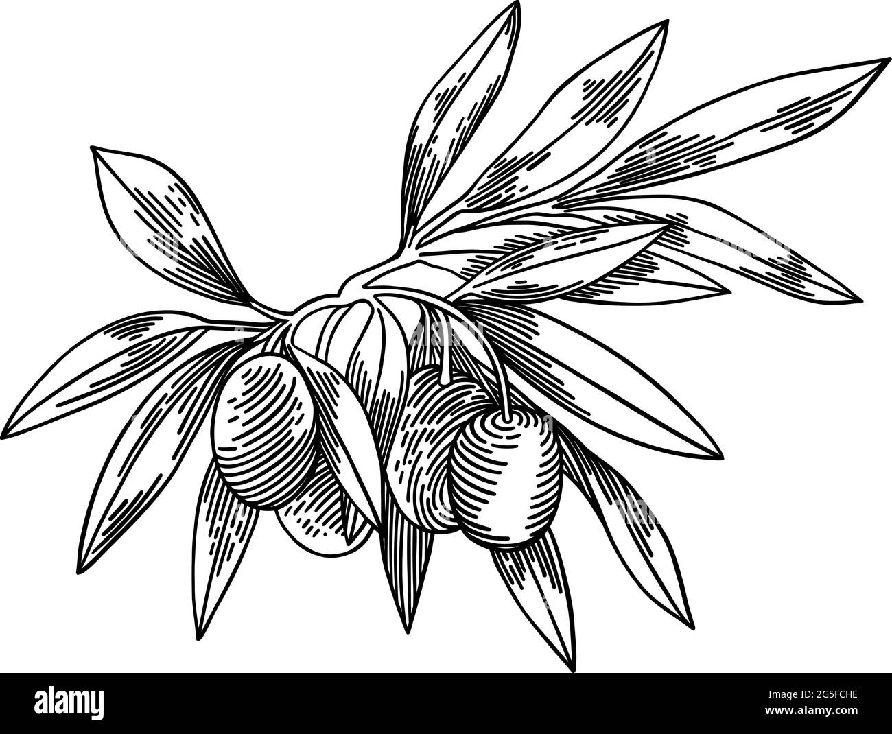 Olive branches isolated, leaves, olives, vector hand drawn illustration ...