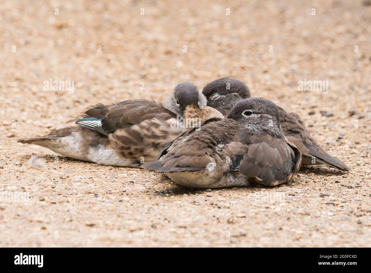 Resting Mandarin (Aix galericulata) ducklings Stock Photo