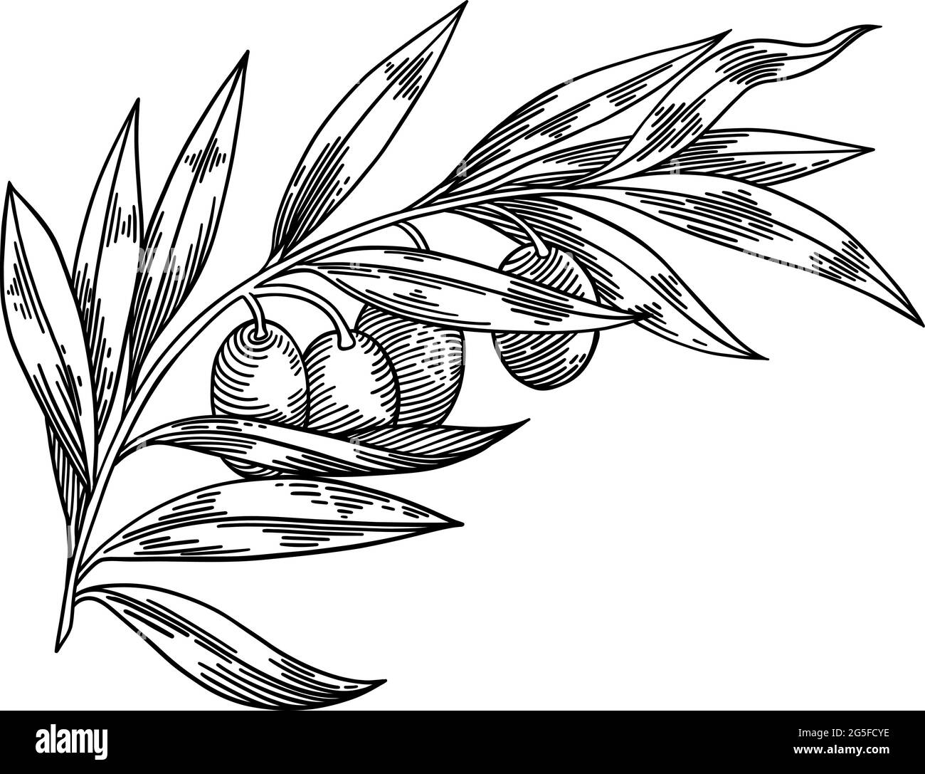 Olive branches isolated, leaves, olives, vector hand drawn illustration Stock Vector