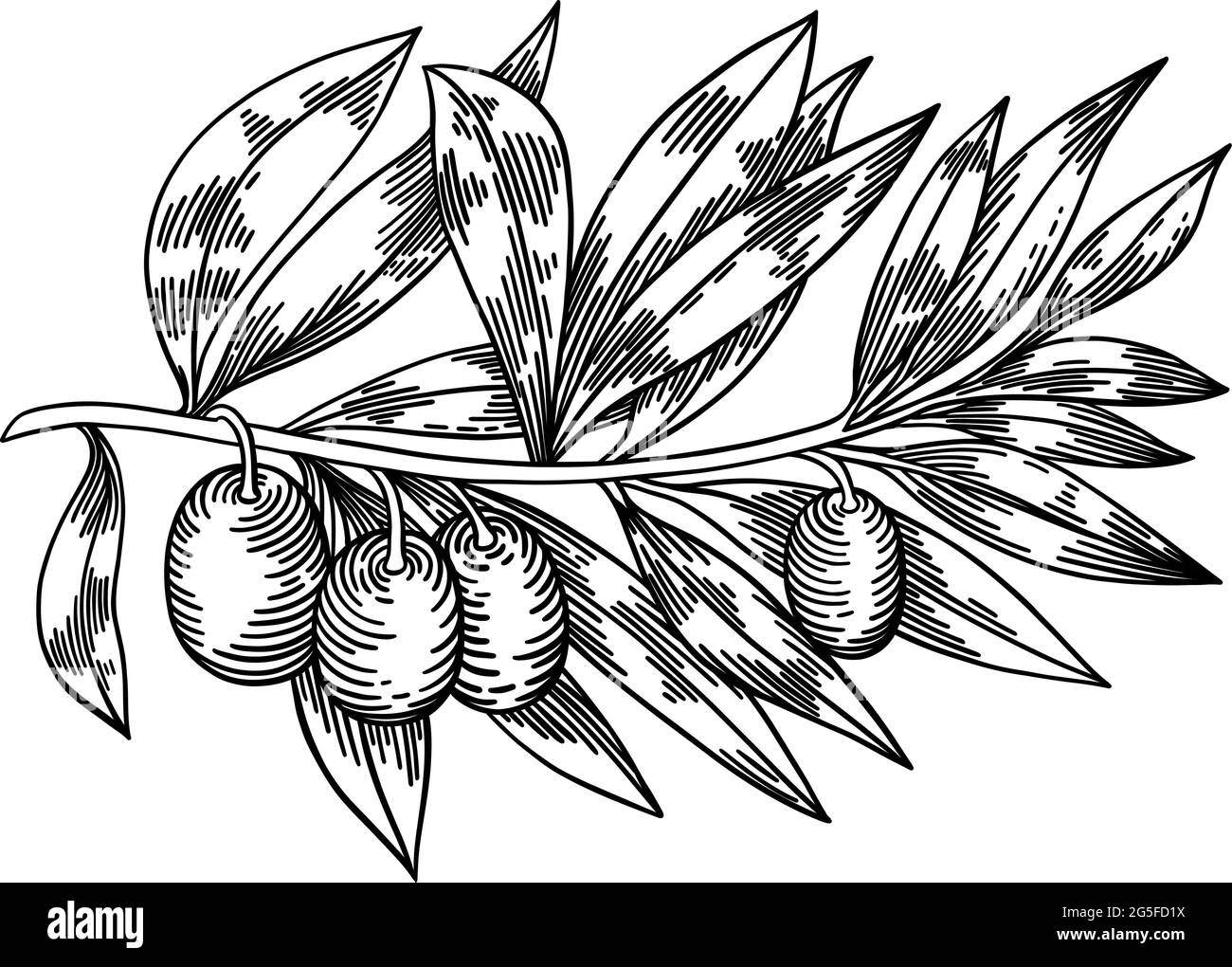 Olive branches isolated, leaves, olives, vector hand drawn illustration ...