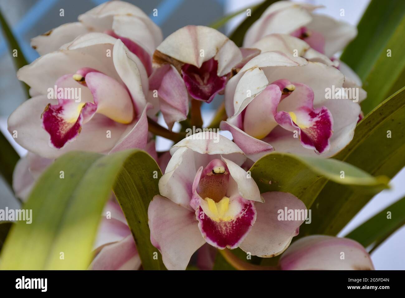 Pink color Cymbidium , commonly known as boat orchid. Stock Photo