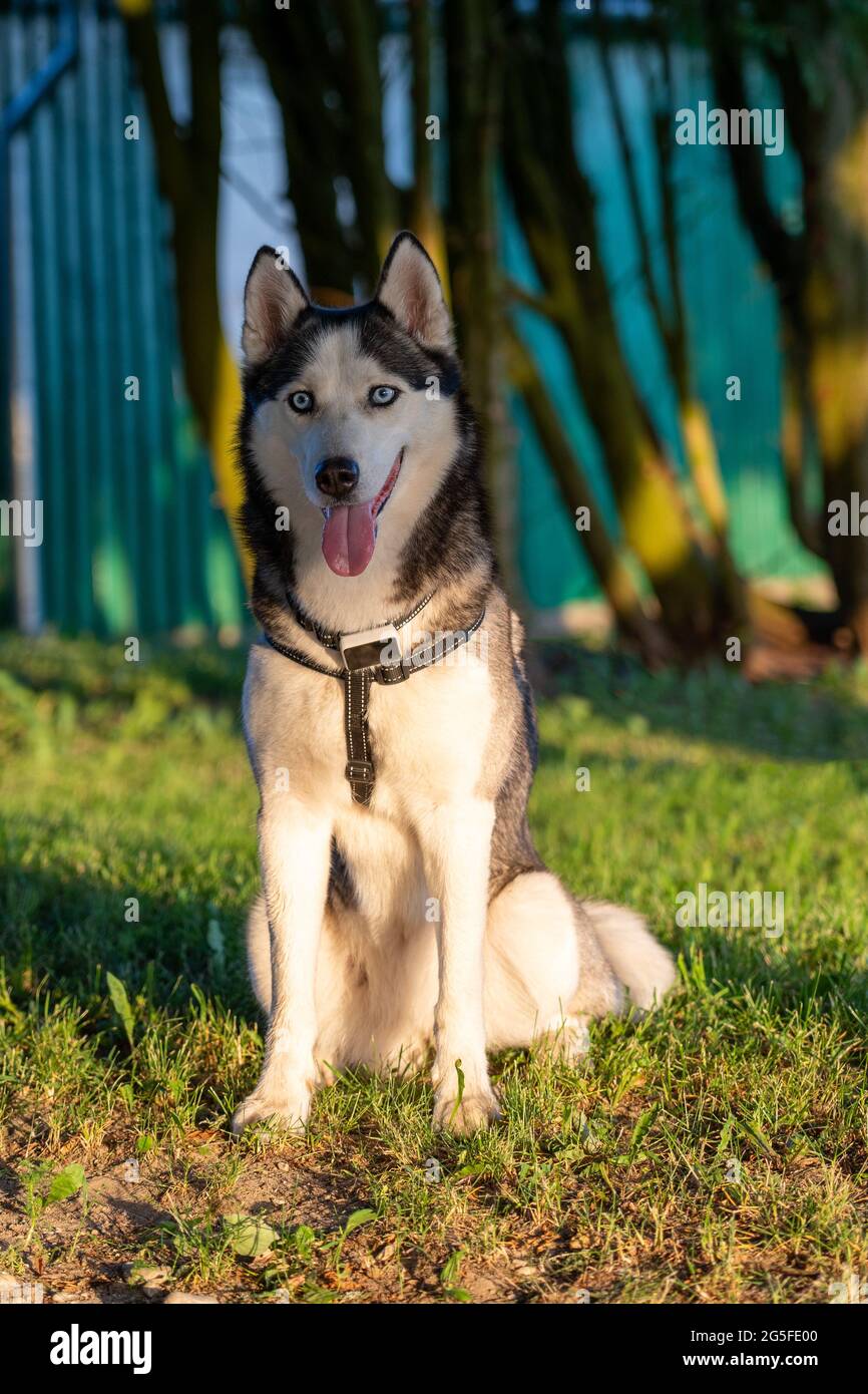 A dog breed Husky sitting on the grass and looks far away Stock Photo ...