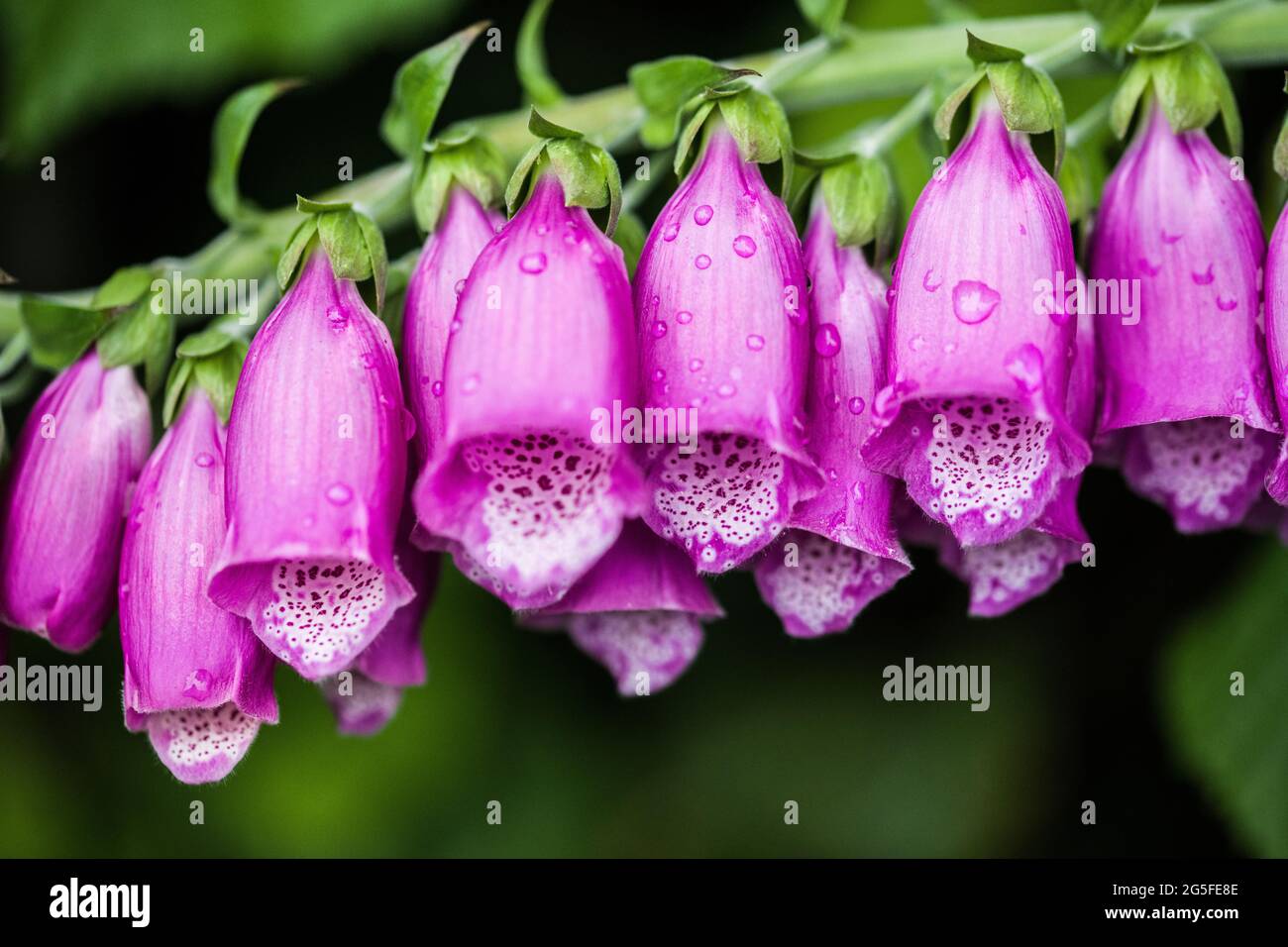 Close up of a foxglove - digitalis purpurea Stock Photo
