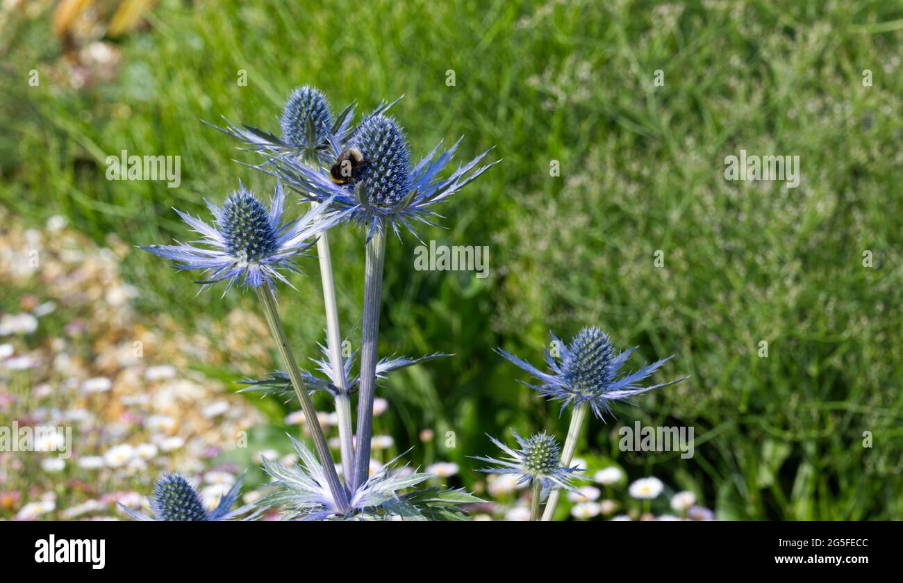 blue summer flowers of Eryngium bourgatii / blue sea holly with bee June UK Stock Photo