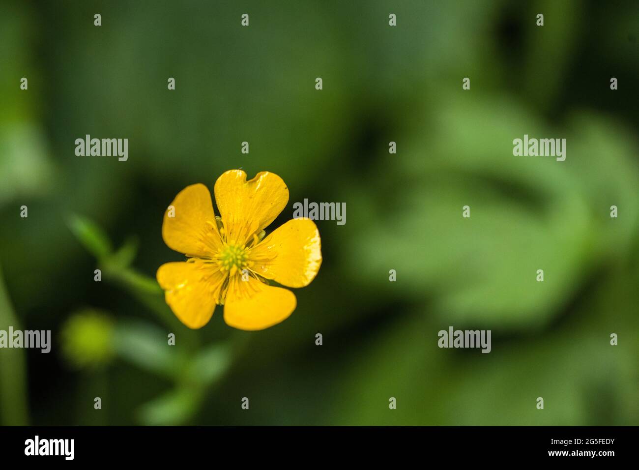 Buttercup flower also known as Ranunculus acris, in summer Stock Photo