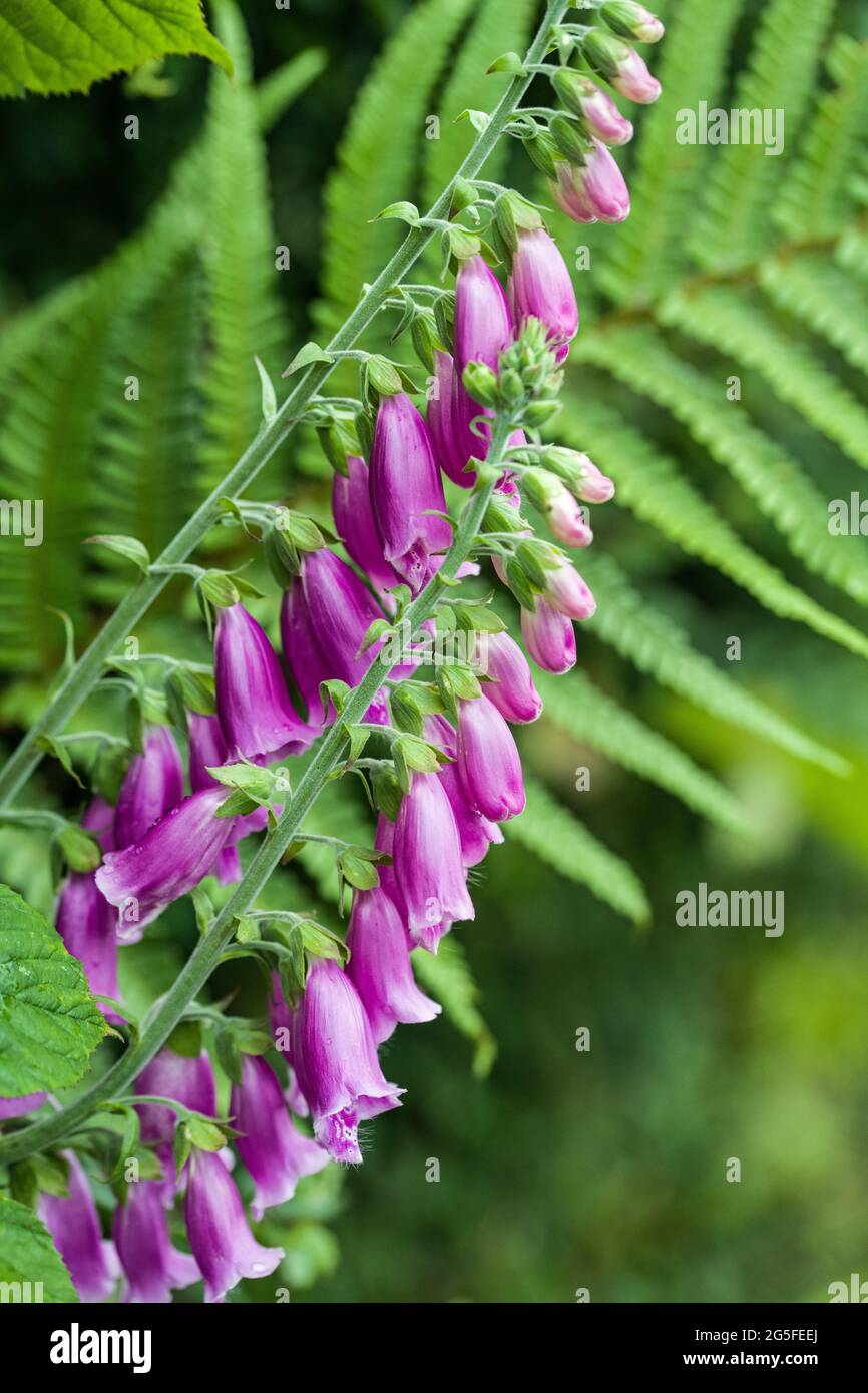 Two foxglove spikes with ferns in the background Stock Photo