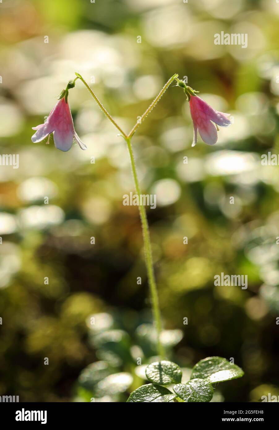 Twinflower (Linnaea borealis) Stock Photo