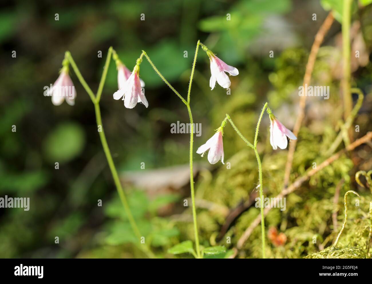 Twinflower (Linnaea borealis) Stock Photo