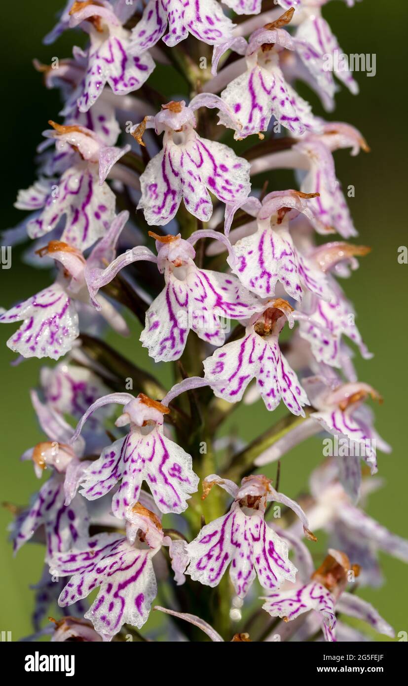 Marsh orchid (Dactylorhiza maculata) Stock Photo