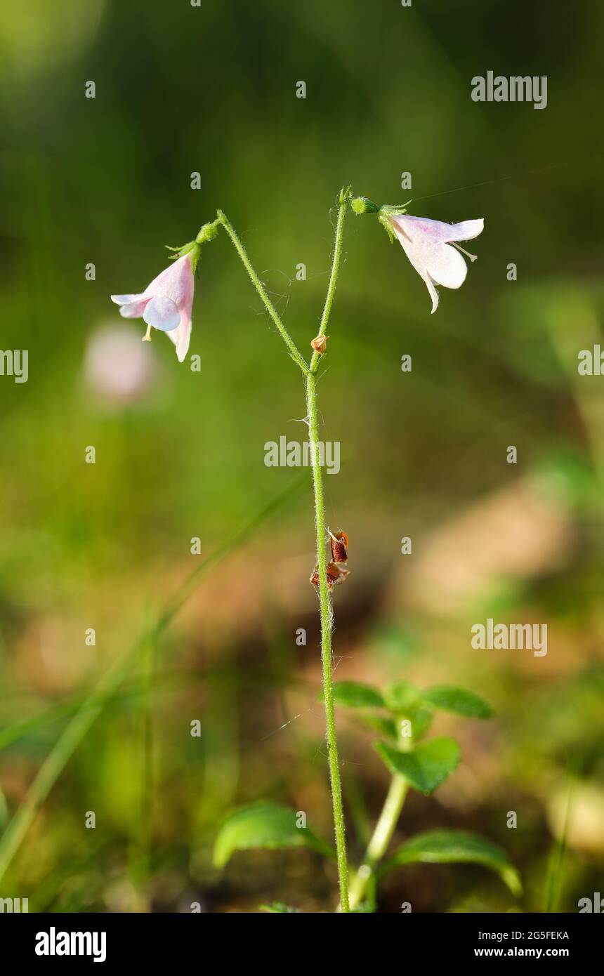 Twinflower (Linnaea borealis) Stock Photo