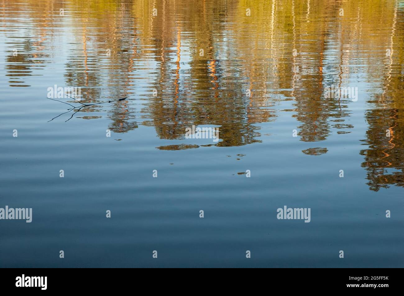 trees with golden leaves reflected in the water Stock Photo - Alamy