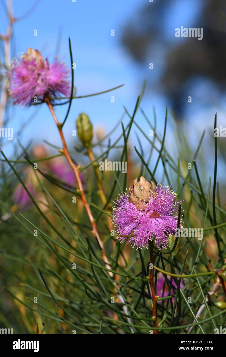 Australian native purple flowers of the Wiry Honey myrtle Melaleuca filifolia family Myrtaceae. Endemic to the central west coast of Western Australia Stock Photo