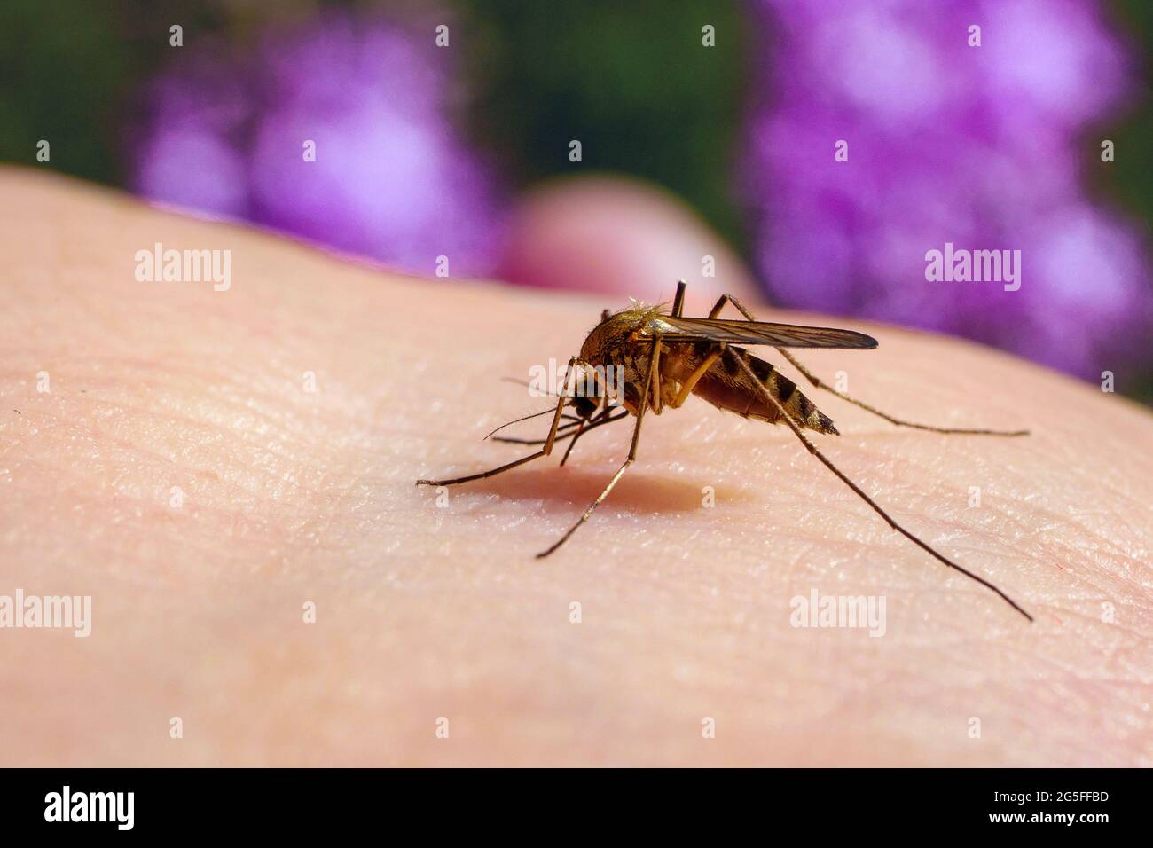 Culex pipiens feeding on a human host. Macro of common house mosquito sucking blood. Stock Photo