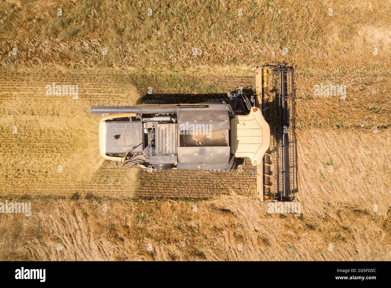 Aerial view of combine harvester harvesting large ripe wheat field ...