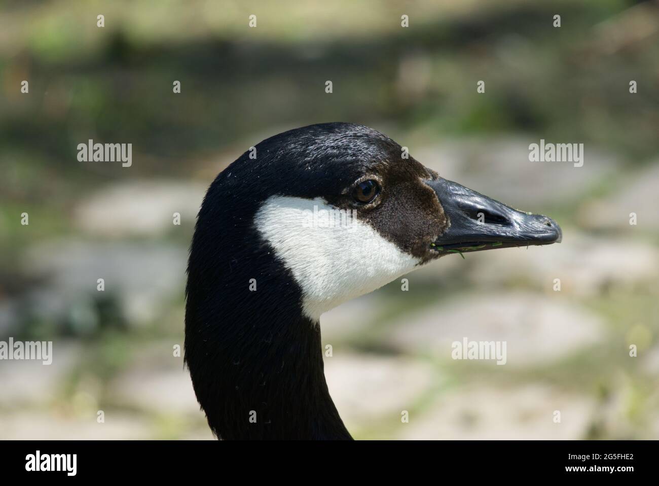 Canadian goose head with soft background Stock Photo - Alamy