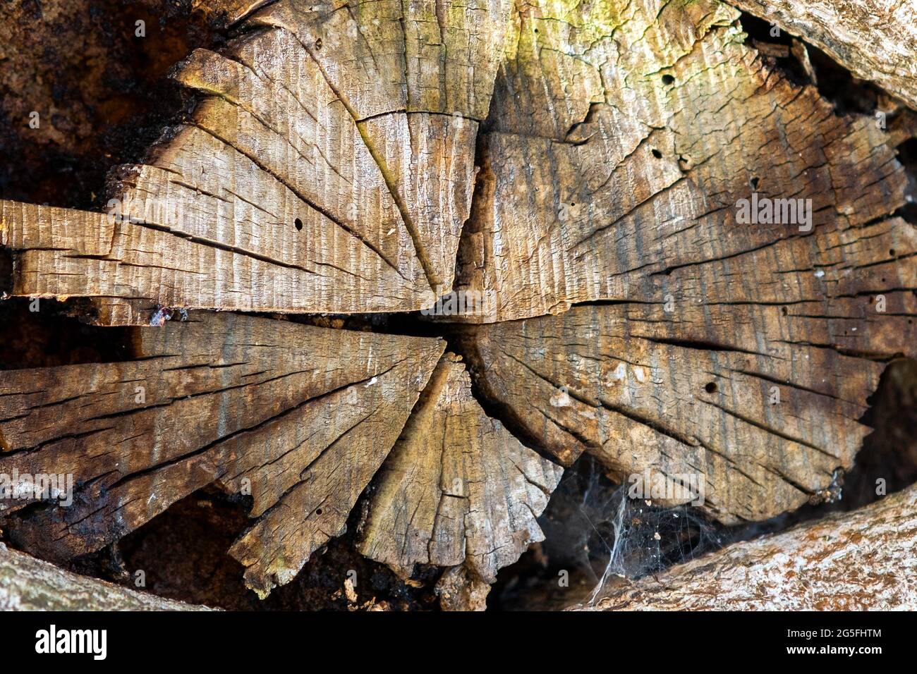 Close up view of old chopped off tree branch. Stock Photo