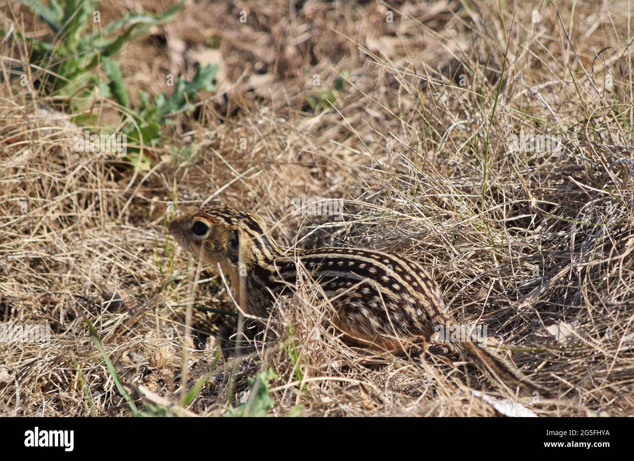 13 lined ground-squirrel Stock Photo - Alamy