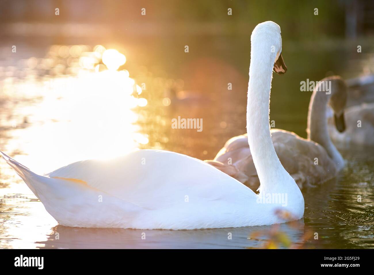White beautiful swan swimming on lake water in summer Stock Photo - Alamy