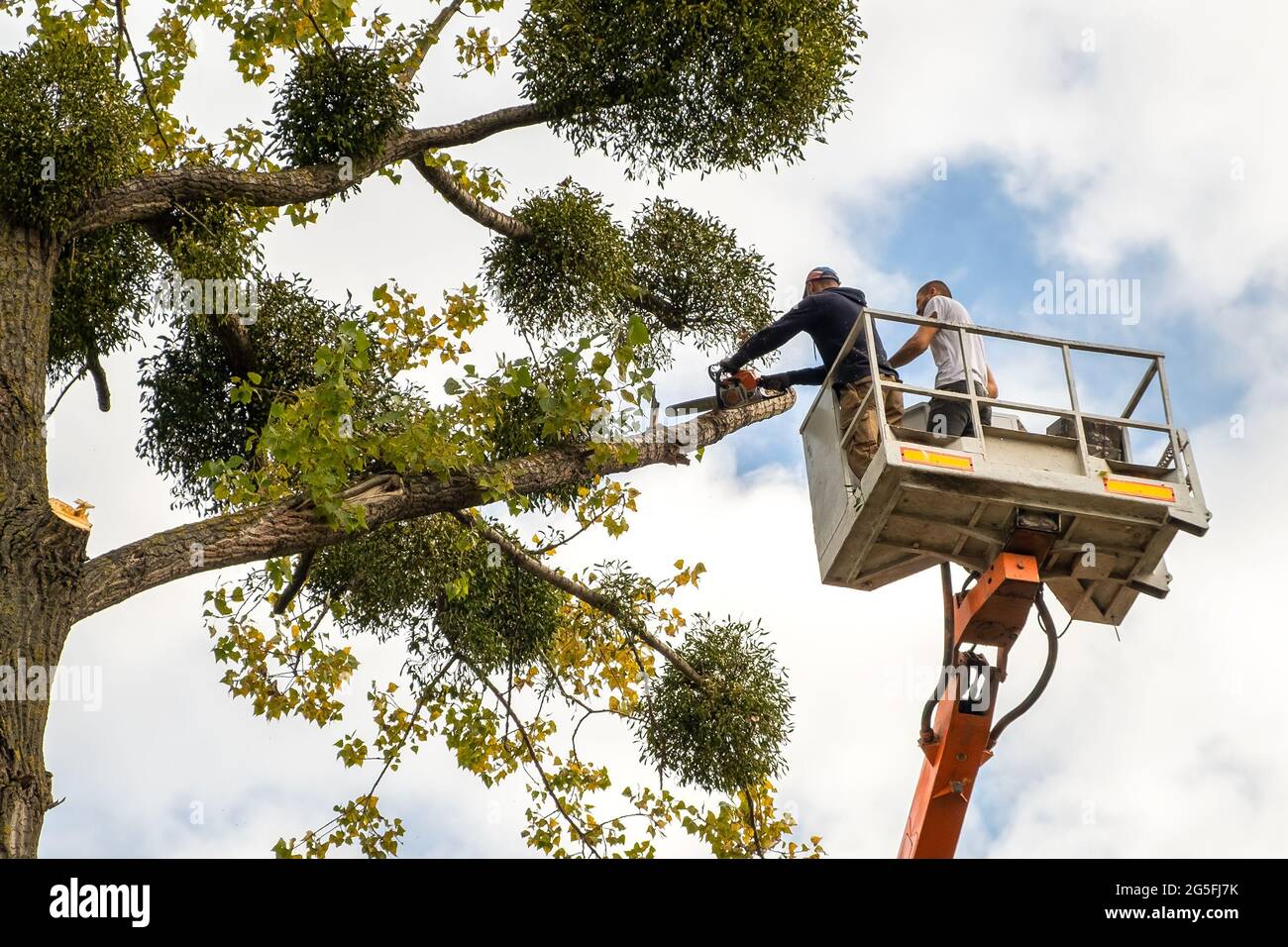 Two male service workers cutting down big tree branches with chainsaw ...