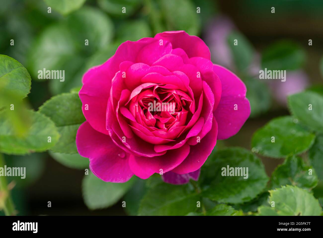 Close up of a single deep pink shrub rose called Rosa Princess Anne