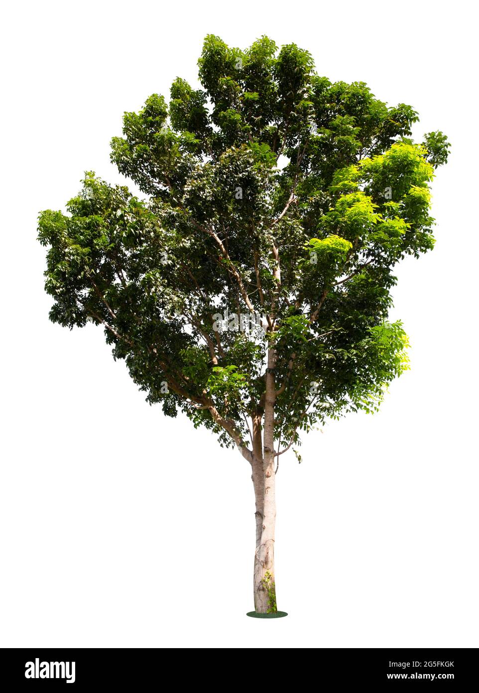 Big tree isolate on white background. Stock Photo