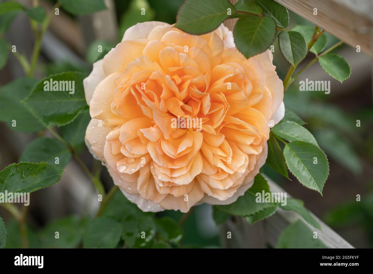 Close up of an apricot /orange rose called Rosa Dame Judi Dench flowering  in an English garden. A beautiful David Austin rose bloom with dew. UK  Stock Photo - Alamy
