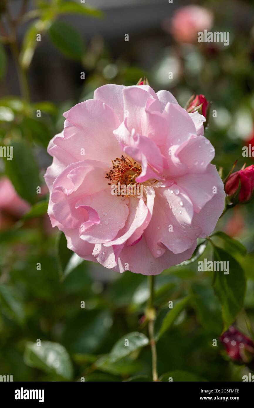 Close up of a pink rose called Rosa Happy Retirement flowering in an English garden. A beautiful single pink rose bloom with buds with dew. UK Stock Photo