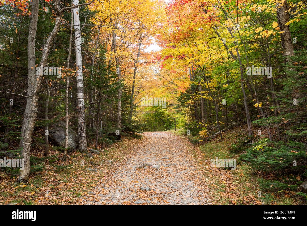 Deserted trail through al forest at the peak of fall foliage Stock Photo