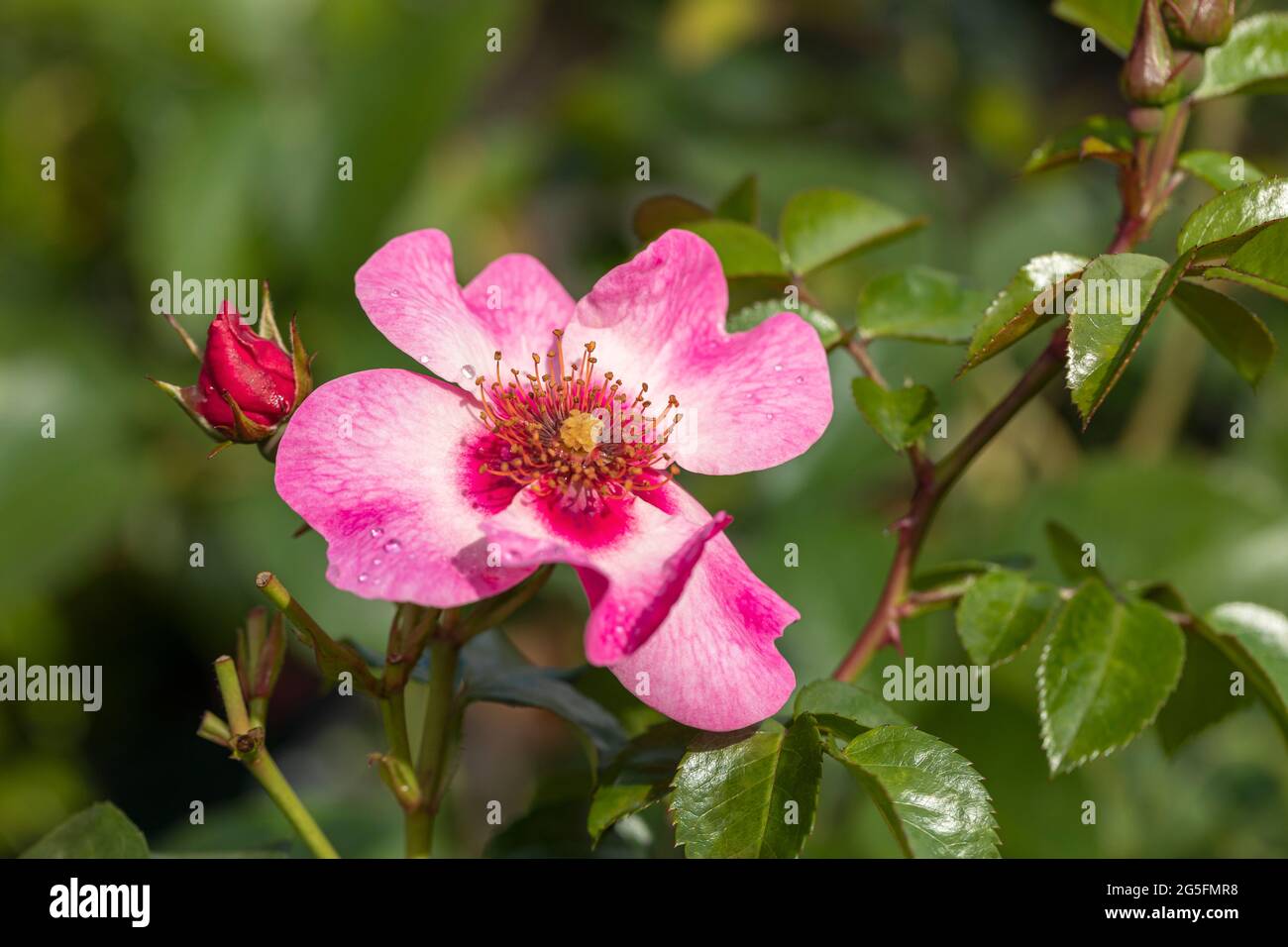 Close up of a pink shrub rose with two tone flowers called Rosa Leah Tulu flowering in an English garden. A beautiful single pink rose bloom. UK Stock Photo