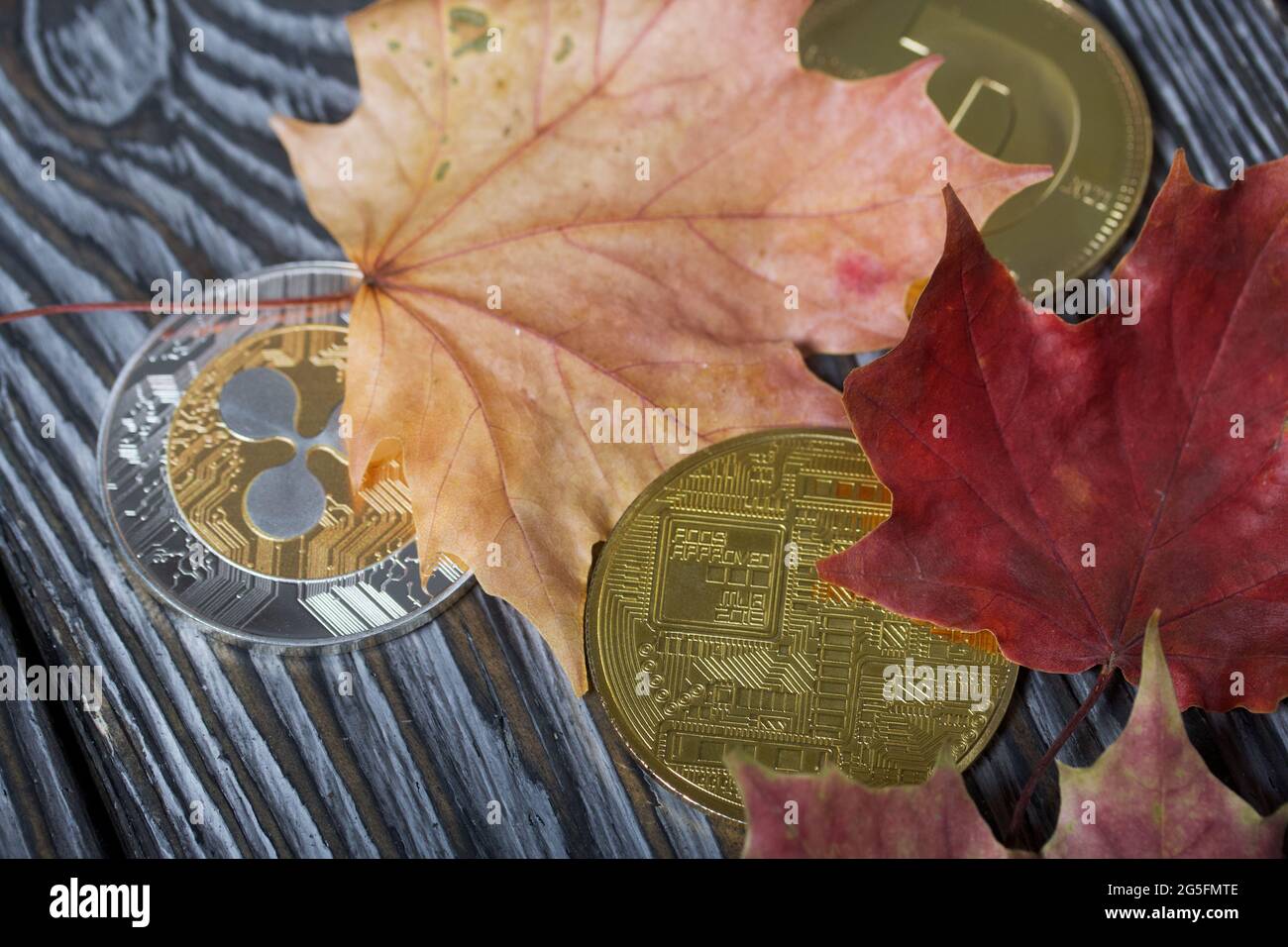 Bitcoin on autumn maple leaves, electronic decentralized money, rate of  crypto currency at fall season Stock Photo - Alamy