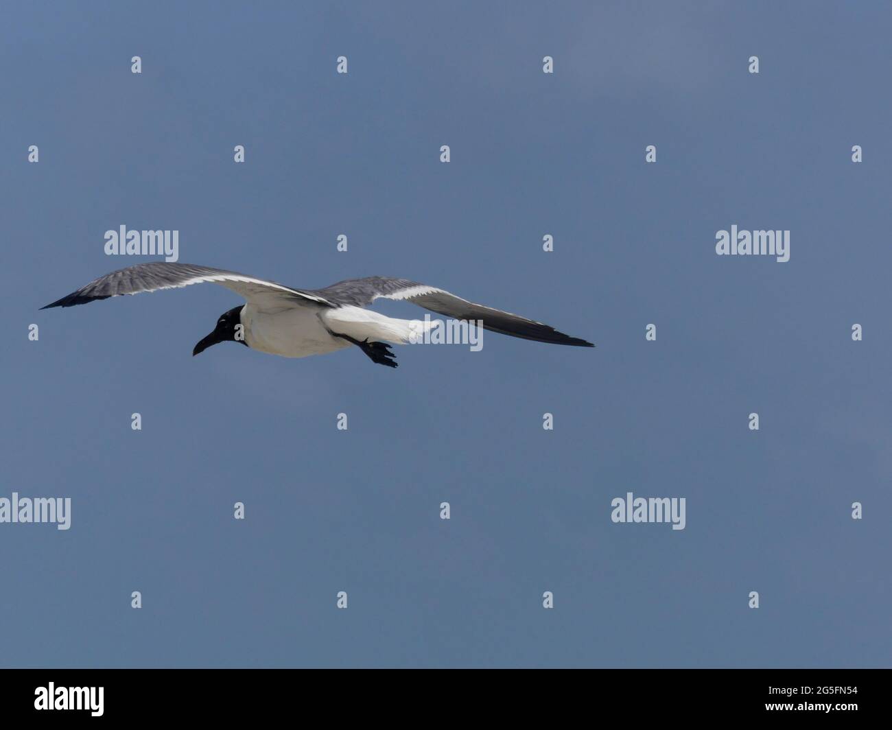 June 22, 2021, SARASOTA, FLORIDA, USA Beer Can Island, Longboat Key. (Credit Image © John