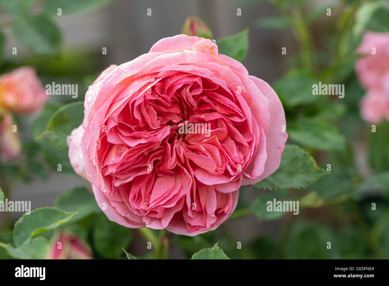 Close up of a pink shrub rose called Rosa Boscobel flowering in an English  garden. A beautiful pink David Austin rose bloom and bud with dew. UK Stock  Photo - Alamy