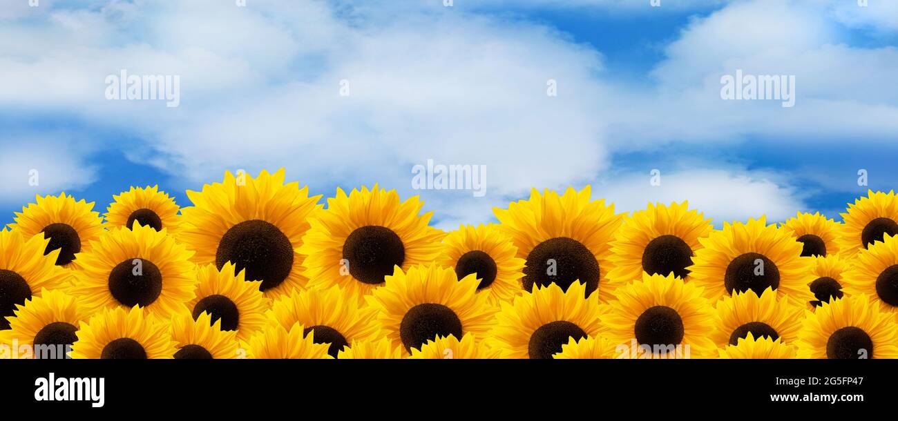 Sunflowers and blue sky with clouds Stock Photo