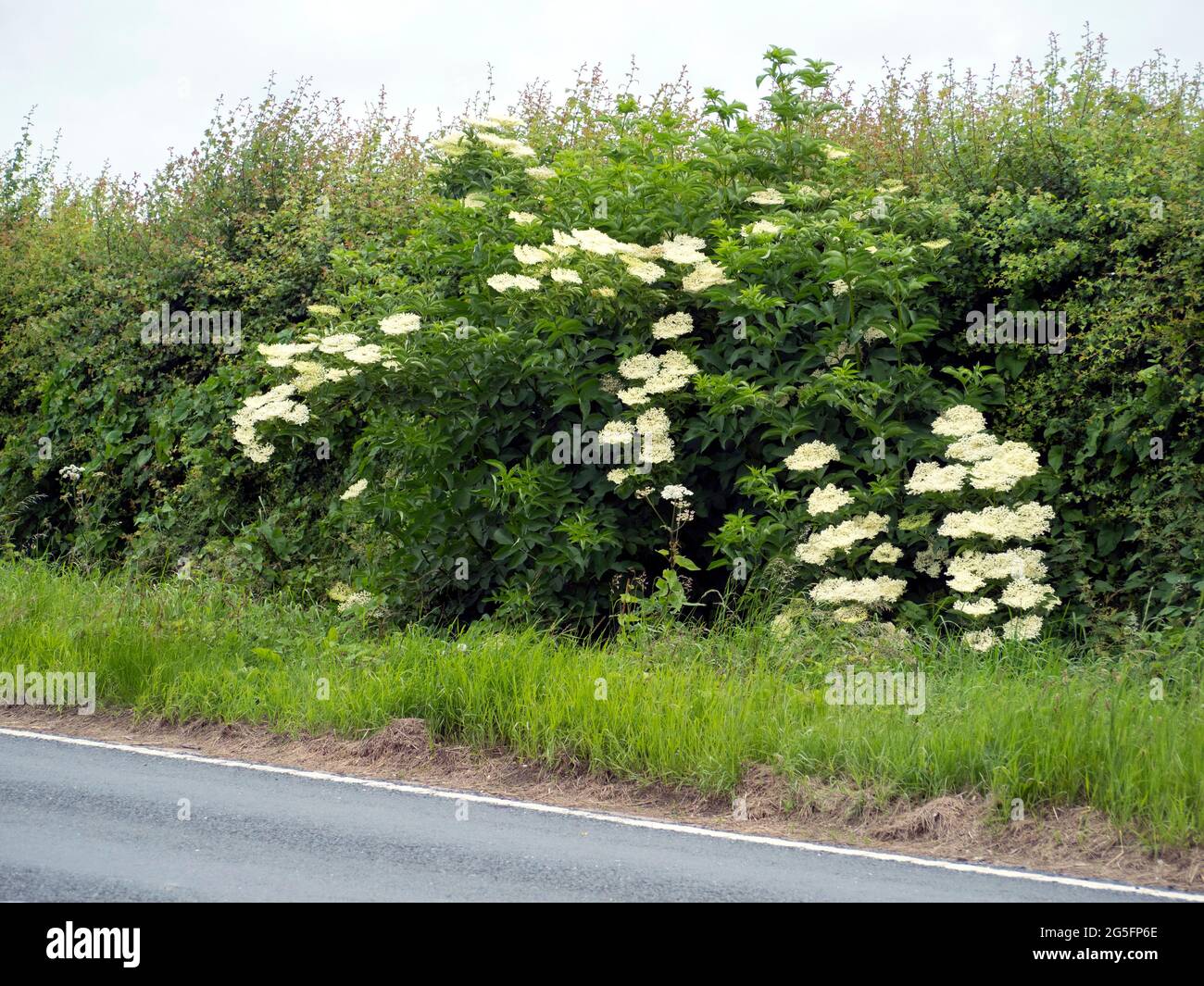 Elderflower. (Sambucus nigra). In full bloom in hedgerow Stock Photo